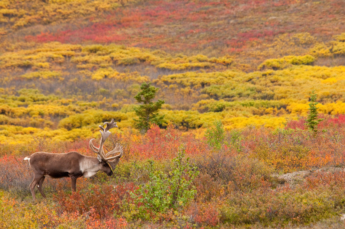 Caribou bull in fall tundra